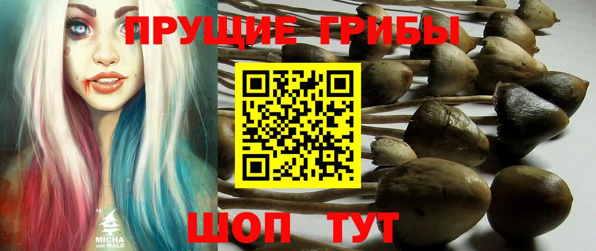 Галлюциногенные грибы Psilocybine cubensis Рузаевка